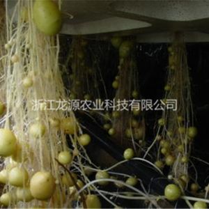 無土栽培案例