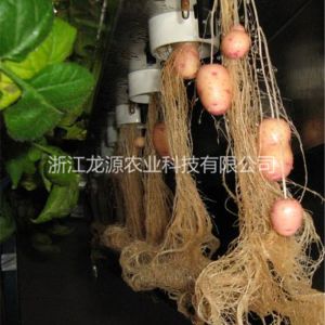 無土栽培案例