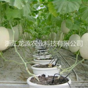 無土栽培